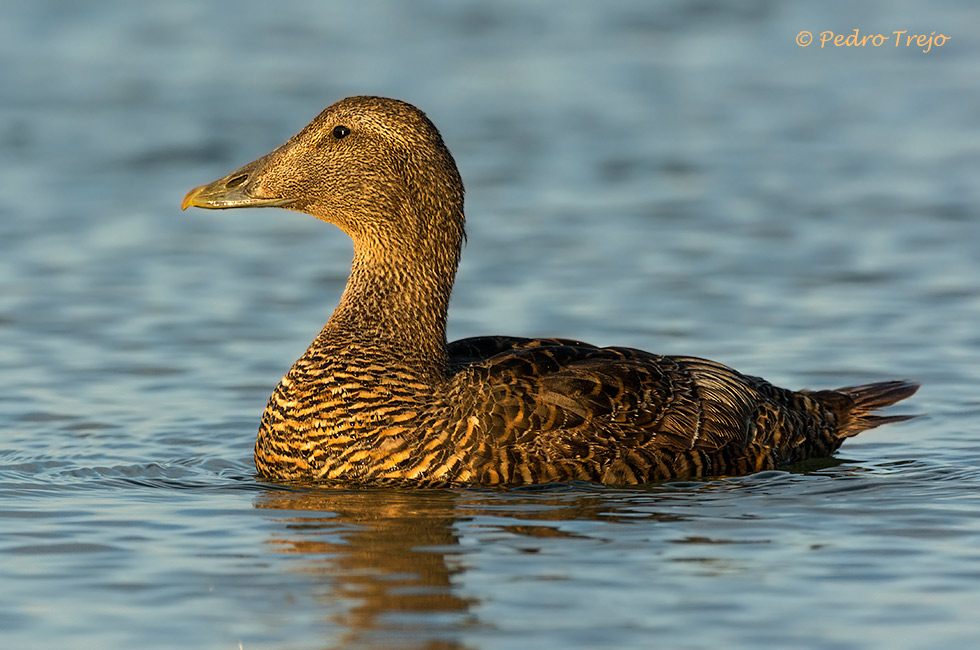 Eider común (Somateria mollissima)